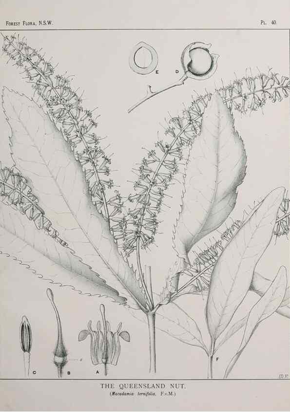 Reproducción/Reproduction 46878101312: The forest flora of New South Wales /. Sydney :W. A. Gullick,1902-1925.. 