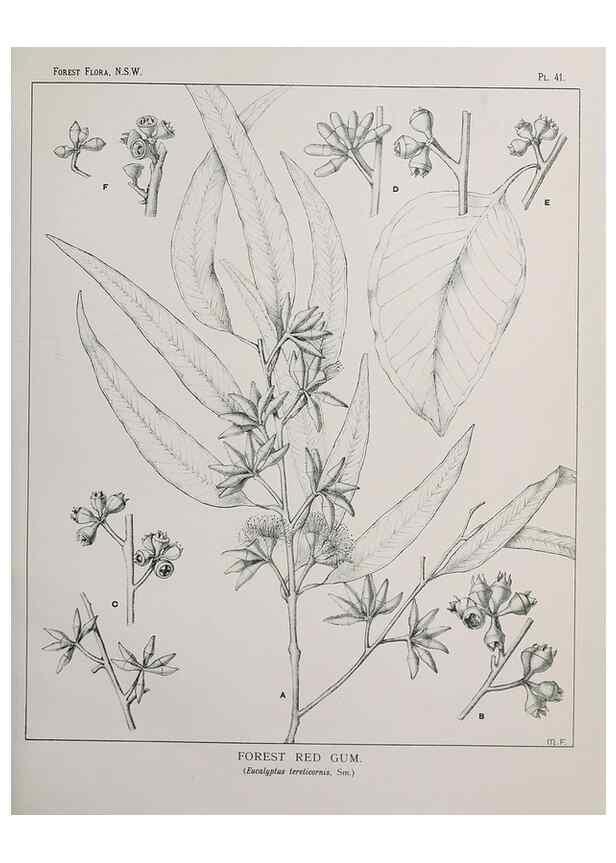 Reproducción/Reproduction 31989344537: The forest flora of New South Wales /. Sydney :W. A. Gullick,1902-1925.. 