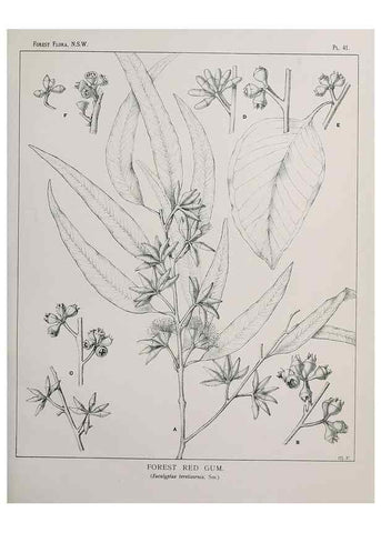 Reproducción/Reproduction 31989344537: The forest flora of New South Wales /. Sydney :W. A. Gullick,1902-1925.. 
