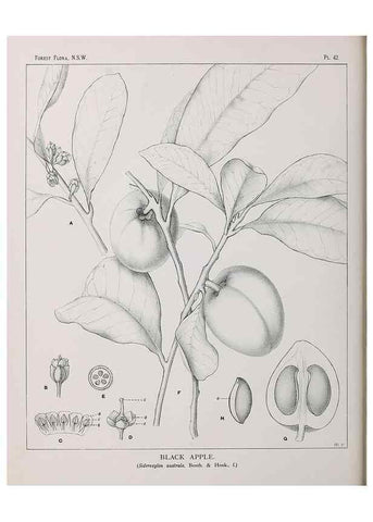 Reproducción/Reproduction 46878177092: The forest flora of New South Wales /. Sydney :W. A. Gullick,1902-1925.. 