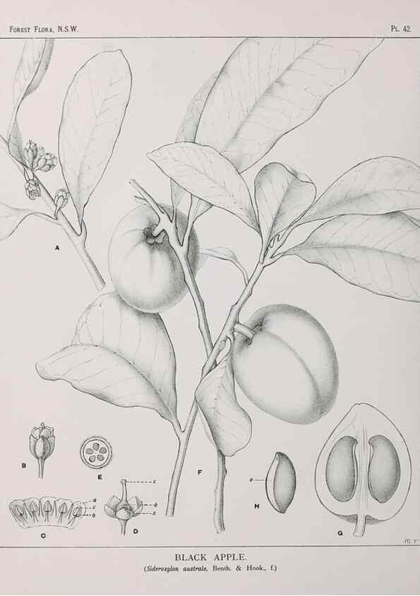 Reproducción/Reproduction 46878177092: The forest flora of New South Wales /. Sydney :W. A. Gullick,1902-1925.. 