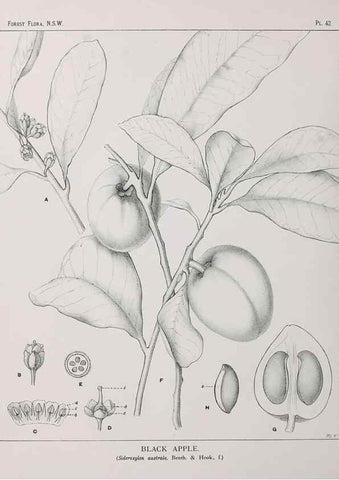 Reproducción/Reproduction 46878177092: The forest flora of New South Wales /. Sydney :W. A. Gullick,1902-1925.. 
