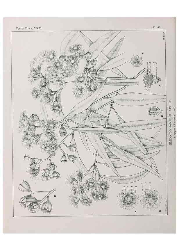 Reproducción/Reproduction 46205653184: The forest flora of New South Wales /. Sydney :W. A. Gullick,1902-1925.. 