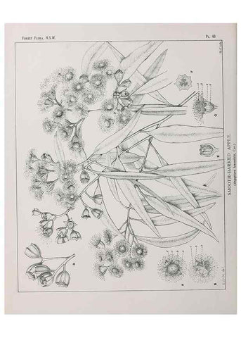 Reproducción/Reproduction 46205653184: The forest flora of New South Wales /. Sydney :W. A. Gullick,1902-1925.. 