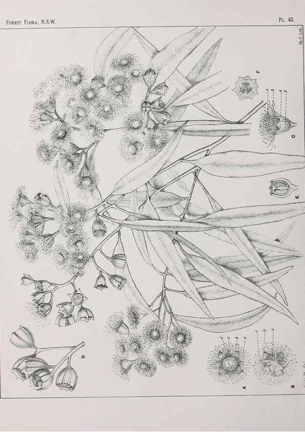 Reproducción/Reproduction 46205653184: The forest flora of New South Wales /. Sydney :W. A. Gullick,1902-1925.. 