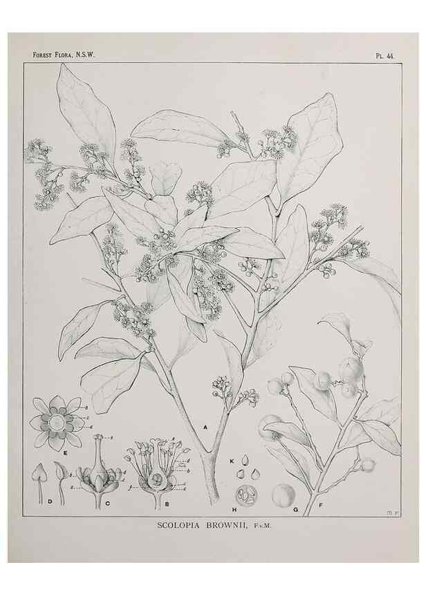 Reproducción/Reproduction 46930376021: The forest flora of New South Wales /. Sydney :W. A. Gullick,1902-1925.. 