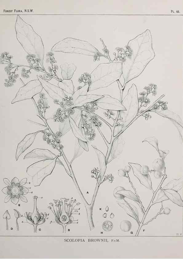 Reproducción/Reproduction 46930376021: The forest flora of New South Wales /. Sydney :W. A. Gullick,1902-1925.. 