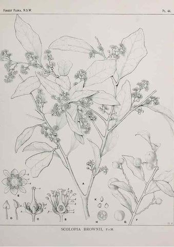 Reproducción/Reproduction 46930376021: The forest flora of New South Wales /. Sydney :W. A. Gullick,1902-1925.. 