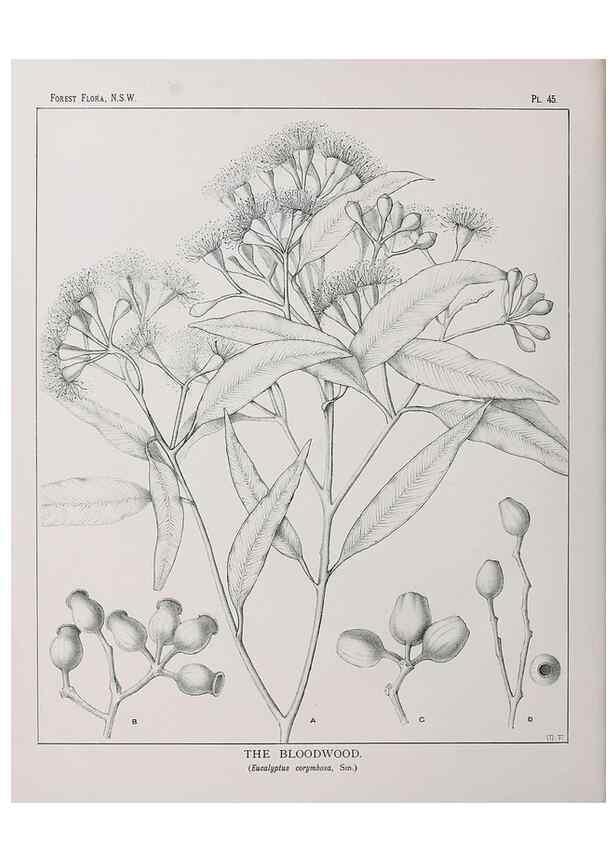Reproducción/Reproduction 46878180892: The forest flora of New South Wales /. Sydney :W. A. Gullick,1902-1925.. 