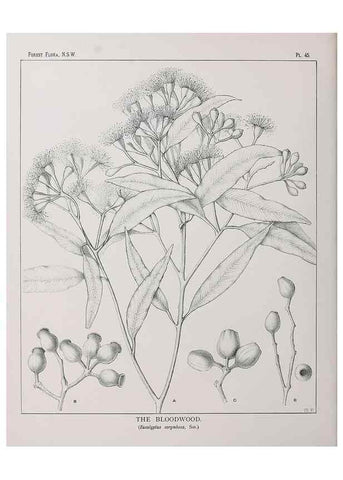Reproducción/Reproduction 46878180892: The forest flora of New South Wales /. Sydney :W. A. Gullick,1902-1925.. 