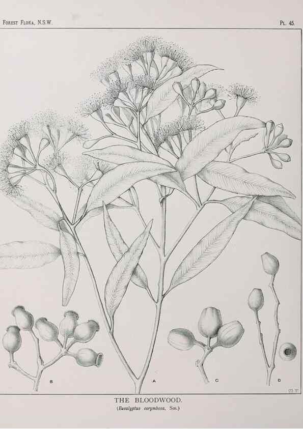 Reproducción/Reproduction 46878180892: The forest flora of New South Wales /. Sydney :W. A. Gullick,1902-1925.. 