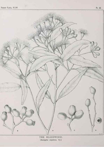 Reproducción/Reproduction 46878180892: The forest flora of New South Wales /. Sydney :W. A. Gullick,1902-1925.. 