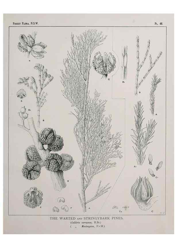 Reproducción/Reproduction 31989348057: The forest flora of New South Wales /. Sydney :W. A. Gullick,1902-1925.. 