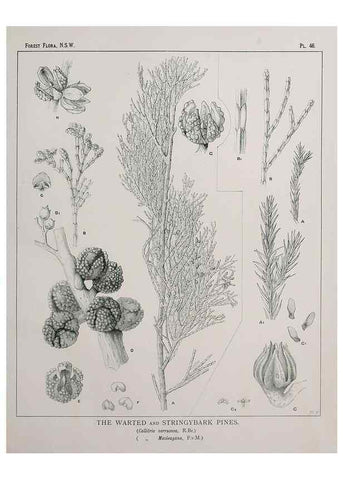Reproducción/Reproduction 31989348057: The forest flora of New South Wales /. Sydney :W. A. Gullick,1902-1925.. 