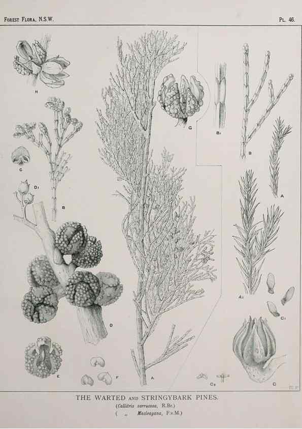 Reproducción/Reproduction 31989348057: The forest flora of New South Wales /. Sydney :W. A. Gullick,1902-1925.. 