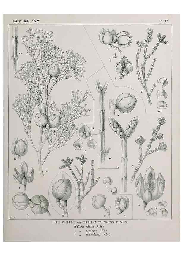 Reproducción/Reproduction 31989348637: The forest flora of New South Wales /. Sydney :W. A. Gullick,1902-1925.. 
