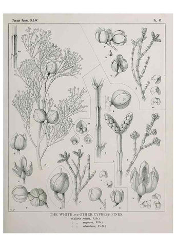 Reproducción/Reproduction 31989348637: The forest flora of New South Wales /. Sydney :W. A. Gullick,1902-1925.. 