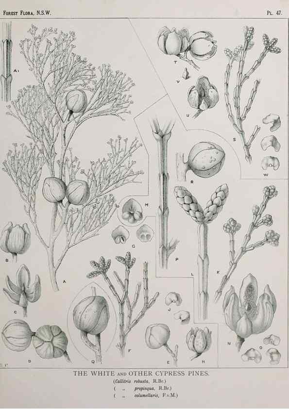 Reproducción/Reproduction 31989348637: The forest flora of New South Wales /. Sydney :W. A. Gullick,1902-1925.. 