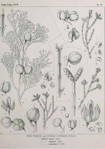 Reproducción/Reproduction 31989348637: The forest flora of New South Wales /. Sydney :W. A. Gullick,1902-1925.. 