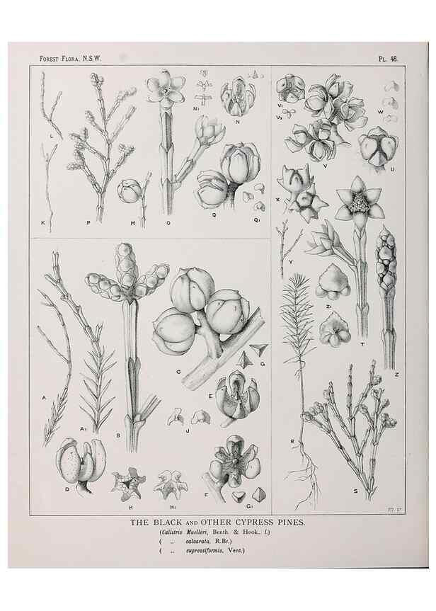 Reproducción/Reproduction 39965810223: The forest flora of New South Wales /. Sydney :W. A. Gullick,1902-1925.. 