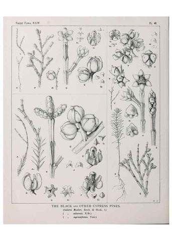 Reproducción/Reproduction 39965810223: The forest flora of New South Wales /. Sydney :W. A. Gullick,1902-1925.. 