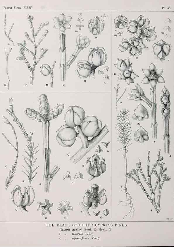 Reproducción/Reproduction 39965810223: The forest flora of New South Wales /. Sydney :W. A. Gullick,1902-1925.. 