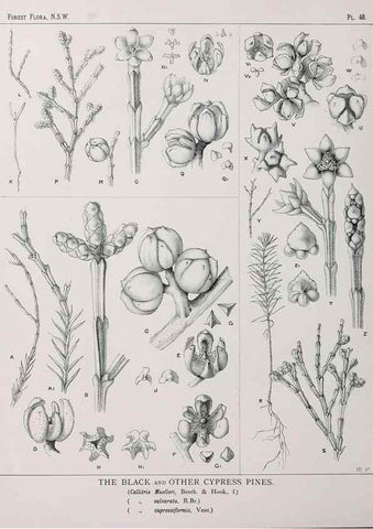Reproducción/Reproduction 39965810223: The forest flora of New South Wales /. Sydney :W. A. Gullick,1902-1925.. 