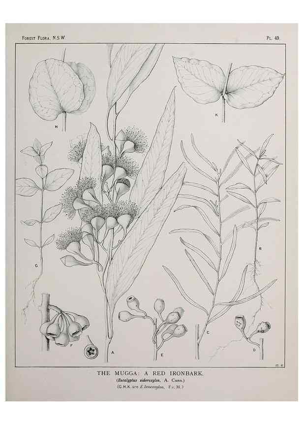 Reproducción/Reproduction 31989350517: The forest flora of New South Wales /. Sydney :W. A. Gullick,1902-1925.. 