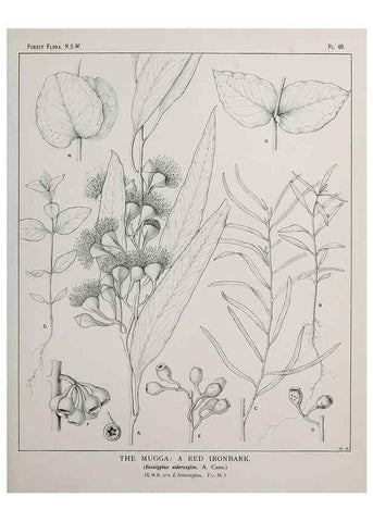Reproducción/Reproduction 31989350517: The forest flora of New South Wales /. Sydney :W. A. Gullick,1902-1925.. 