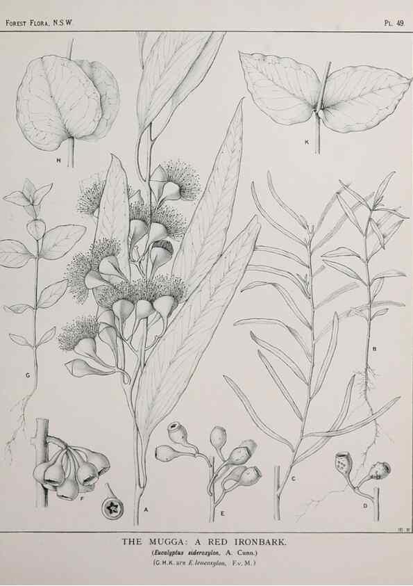 Reproducción/Reproduction 31989350517: The forest flora of New South Wales /. Sydney :W. A. Gullick,1902-1925.. 