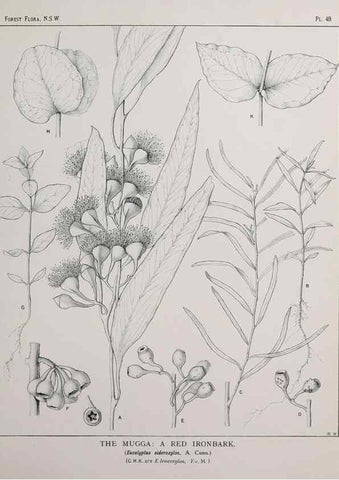 Reproducción/Reproduction 31989350517: The forest flora of New South Wales /. Sydney :W. A. Gullick,1902-1925.. 