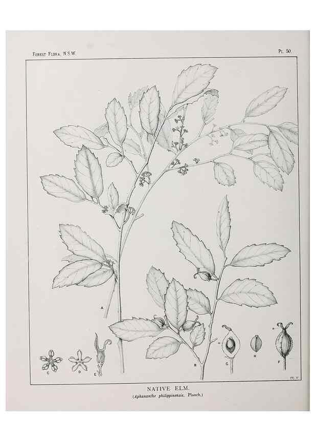Reproducción/Reproduction 46878186272: The forest flora of New South Wales /. Sydney :W. A. Gullick,1902-1925.. 