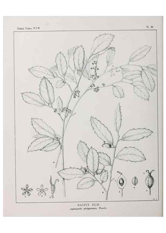 Reproducción/Reproduction 46878186272: The forest flora of New South Wales /. Sydney :W. A. Gullick,1902-1925.. 