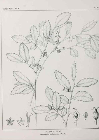 Reproducción/Reproduction 46878186272: The forest flora of New South Wales /. Sydney :W. A. Gullick,1902-1925.. 