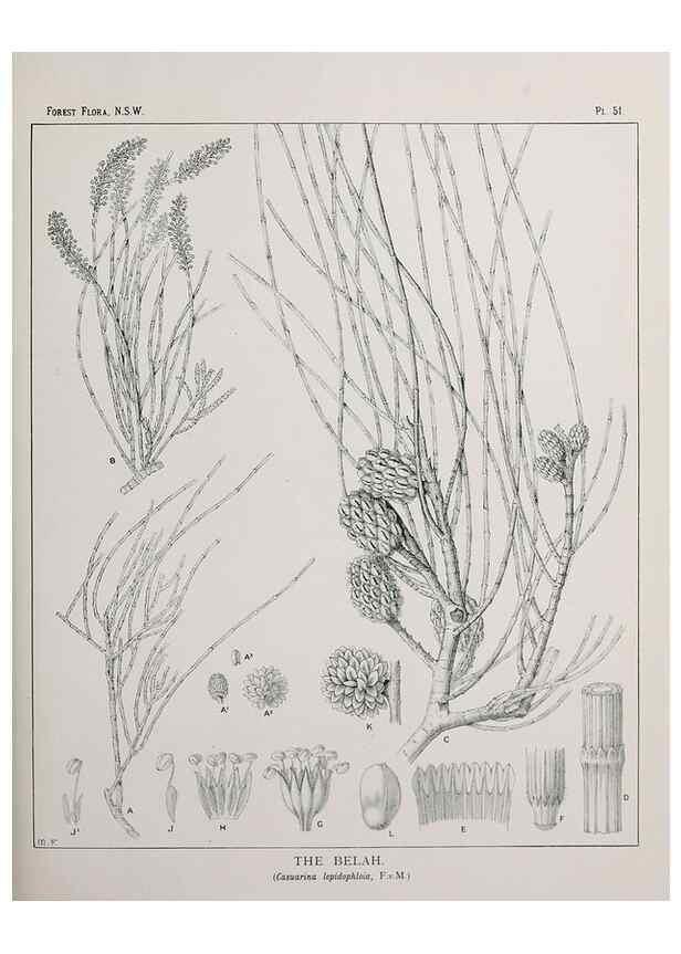 Reproducción/Reproduction 46205657954: The forest flora of New South Wales /. Sydney :W. A. Gullick,1902-1925.. 