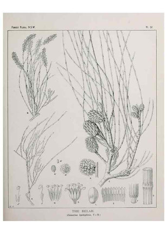 Reproducción/Reproduction 46205657954: The forest flora of New South Wales /. Sydney :W. A. Gullick,1902-1925.. 