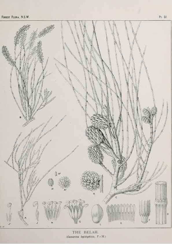 Reproducción/Reproduction 46205657954: The forest flora of New South Wales /. Sydney :W. A. Gullick,1902-1925.. 