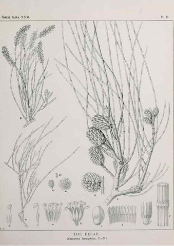 Reproducción/Reproduction 46205657954: The forest flora of New South Wales /. Sydney :W. A. Gullick,1902-1925.. 
