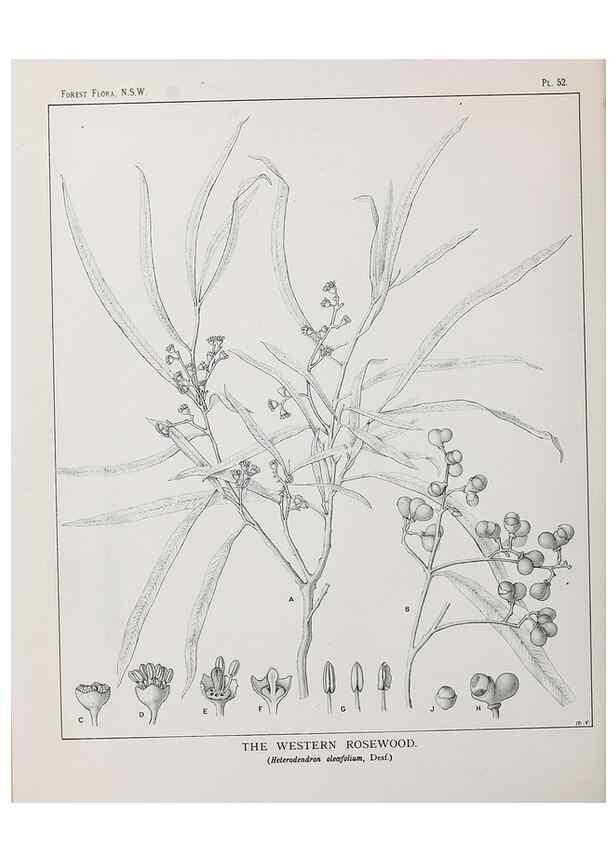 Reproducción/Reproduction 39965814603: The forest flora of New South Wales /. Sydney :W. A. Gullick,1902-1925.. 