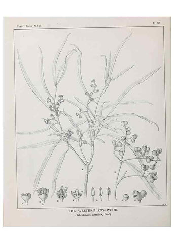 Reproducción/Reproduction 39965814603: The forest flora of New South Wales /. Sydney :W. A. Gullick,1902-1925.. 