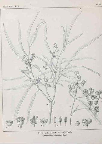 Reproducción/Reproduction 39965814603: The forest flora of New South Wales /. Sydney :W. A. Gullick,1902-1925.. 