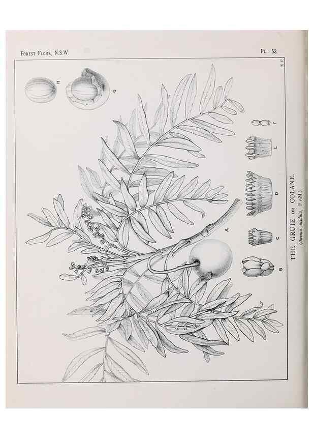 Reproducción/Reproduction 39965815713: The forest flora of New South Wales /. Sydney :W. A. Gullick,1902-1925.. 