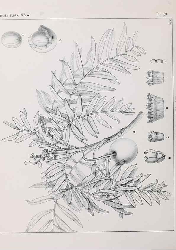 Reproducción/Reproduction 39965815713: The forest flora of New South Wales /. Sydney :W. A. Gullick,1902-1925.. 