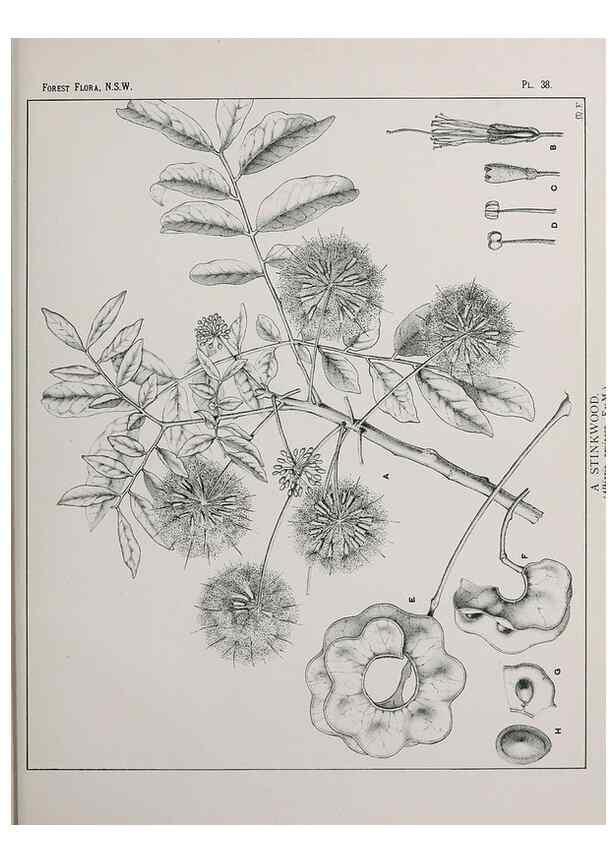 Reproducción/Reproduction 46205580294: The forest flora of New South Wales /. Sydney :W. A. Gullick,1902-1925.. 