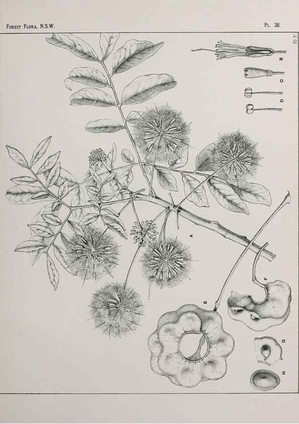 Reproducción/Reproduction 46205580294: The forest flora of New South Wales /. Sydney :W. A. Gullick,1902-1925.. 