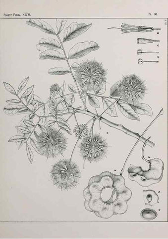 Reproducción/Reproduction 46205580294: The forest flora of New South Wales /. Sydney :W. A. Gullick,1902-1925.. 