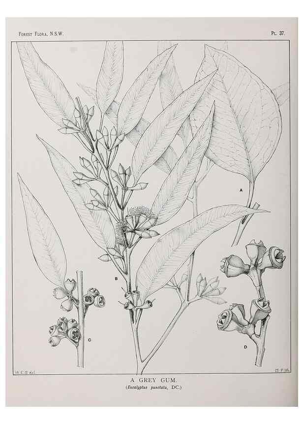 Reproducción/Reproduction 39965738833: The forest flora of New South Wales /. Sydney :W. A. Gullick,1902-1925.. 