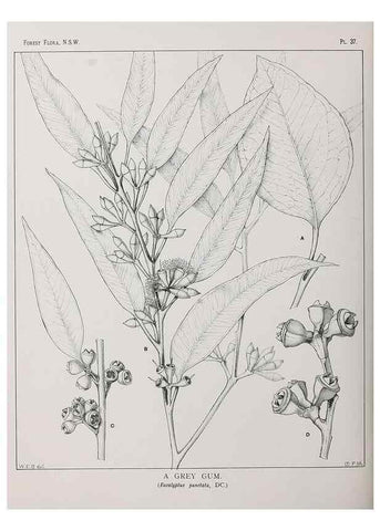Reproducción/Reproduction 39965738833: The forest flora of New South Wales /. Sydney :W. A. Gullick,1902-1925.. 