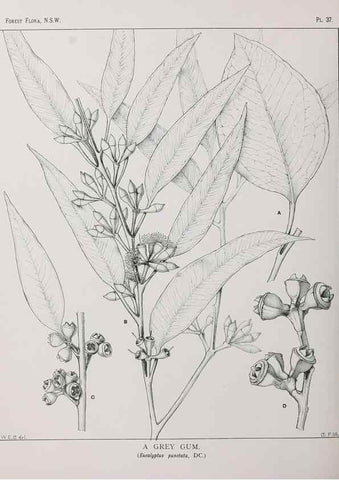 Reproducción/Reproduction 39965738833: The forest flora of New South Wales /. Sydney :W. A. Gullick,1902-1925.. 