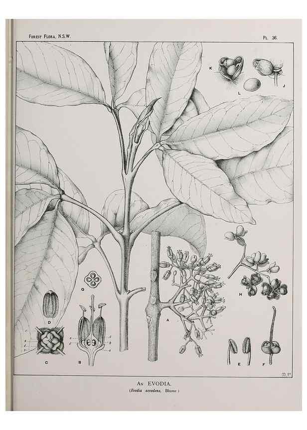 Reproducción/Reproduction 46016239845: The forest flora of New South Wales /. Sydney :W. A. Gullick,1902-1925.. 